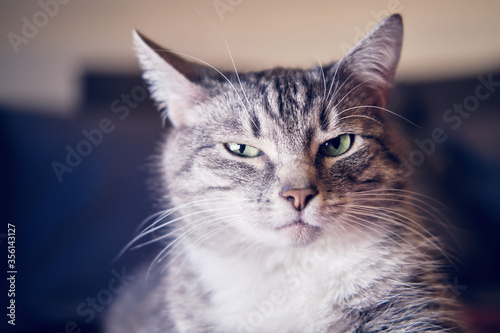 Картината върху платно Portrait of a disgruntled cat with an unhappy expression on its face