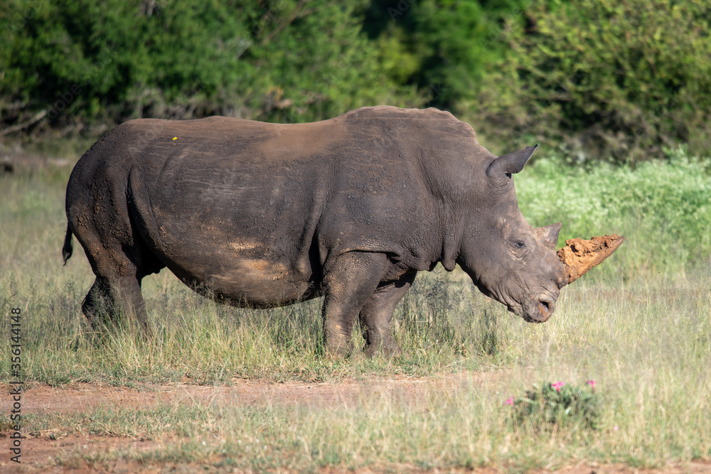 The white rhino (Ceratotherium simum) this rhino species is the second largest land mammal. It is 3.7-4 m in length The white rhino (Ceratotherium simum) this rhino species is the second largest land mammal. It is 3.7-4 m in length