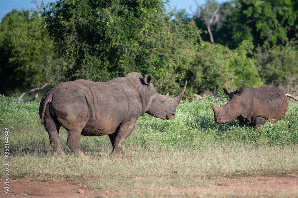 Naklejka premium The white rhino (Ceratotherium simum) this rhino species is the second largest land mammal. It is 3.7-4 m in length