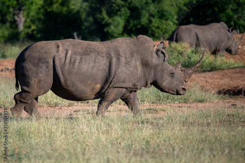 The white rhino (Ceratotherium simum) this rhino species is the second largest land mammal. It is 3.7-4 m in length photo