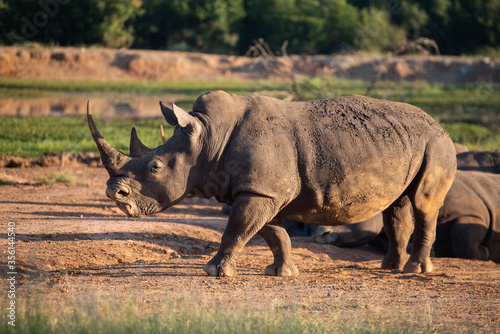 The white rhino (Ceratotherium simum) this rhino species is the second largest land mammal. It is 3.7-4 m in length