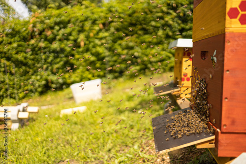 Bienen vor einer Bienenbeute mit Honigbienen auf dem Flugbrett