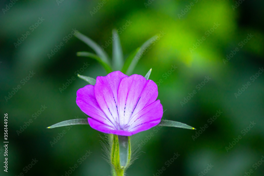 Briar rose flower or wild rose blossom at the spring Briar rose flower or wild rose blossom at the spring