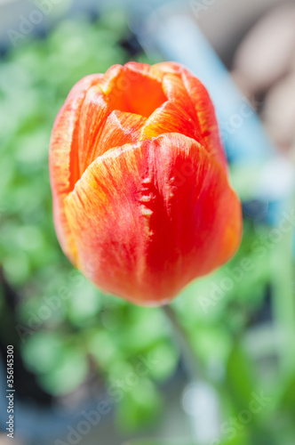 Tulip Bud on a blurry green background