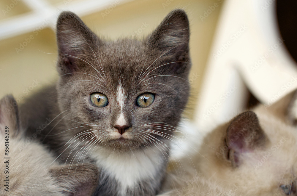 Adorable cute kittens playing together. Grey kitten watching. Kittens  outdoor. Close up baby kitten picture. Concept of protection of stray  animals Stock-Foto | Adobe Stock