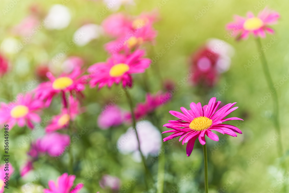 Purple marguerite - spring flower
