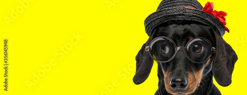 adorable teckel dachshund dog wearing glasses and hat