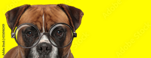 adorable brown boxer dog wearing glasses © Viorel Sima