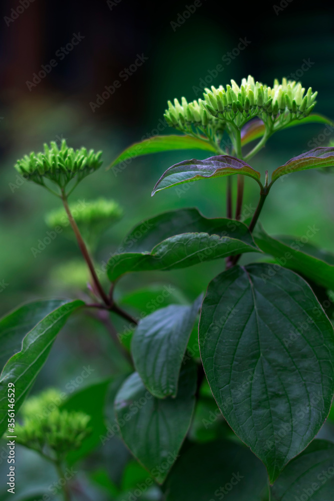 The white and green flowers of fragrant chromium shot close-up in green and red foliage. The vertical photo was shot for your summer design. The white and green flowers of fragrant chromium shot close-up in green and red foliage. The vertical photo was shot for your summer design.
