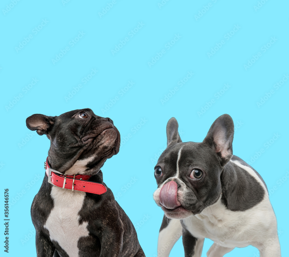 Two French bulldogs, wearing collar and licking its nose Two French bulldogs, wearing collar and licking its nose
