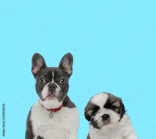 Dutiful French Bulldog wearing collar and Shih Tzu cub looking forward
