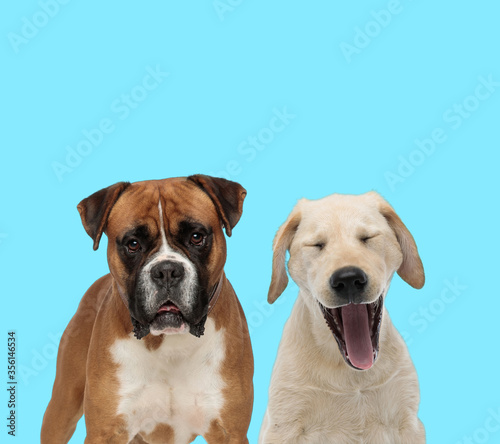 Dutiful Boxer looking forward and Labrador Retriever yelling