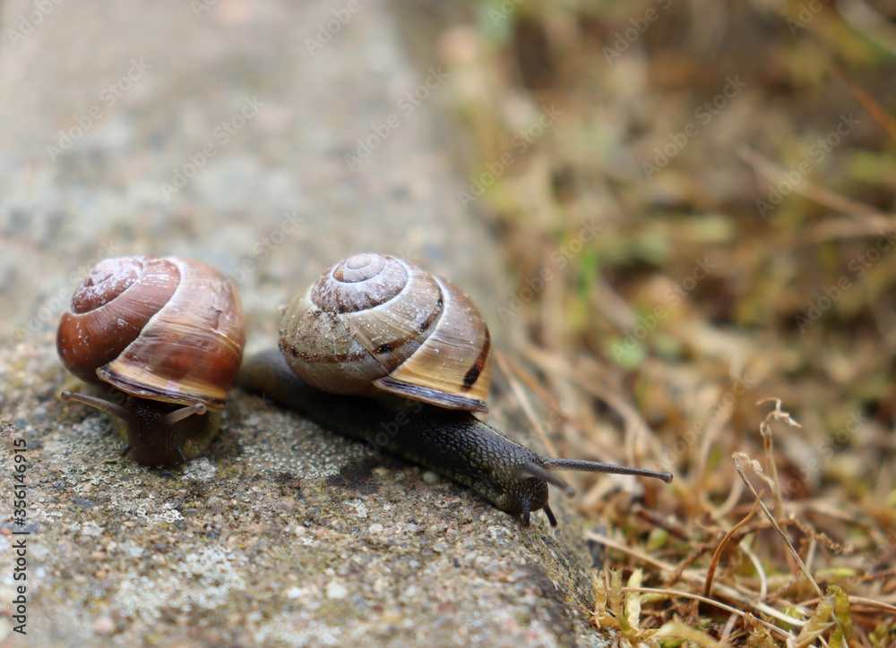 two snails on the ground