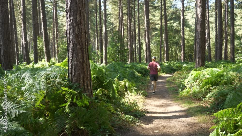 Active, Healthy Young Man Running on Forest Trail Alone on Sunny Summer Afternoon Active, Healthy Young Man Running on Forest Trail Alone on Sunny Summer Afternoon