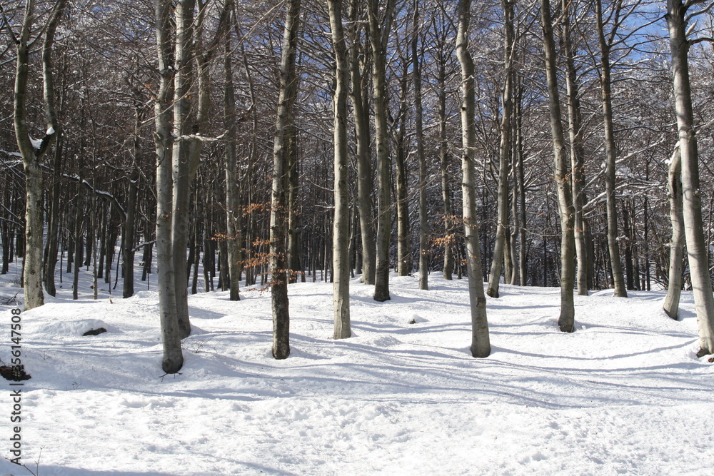 Fototapeta premium Paesaggio naturale