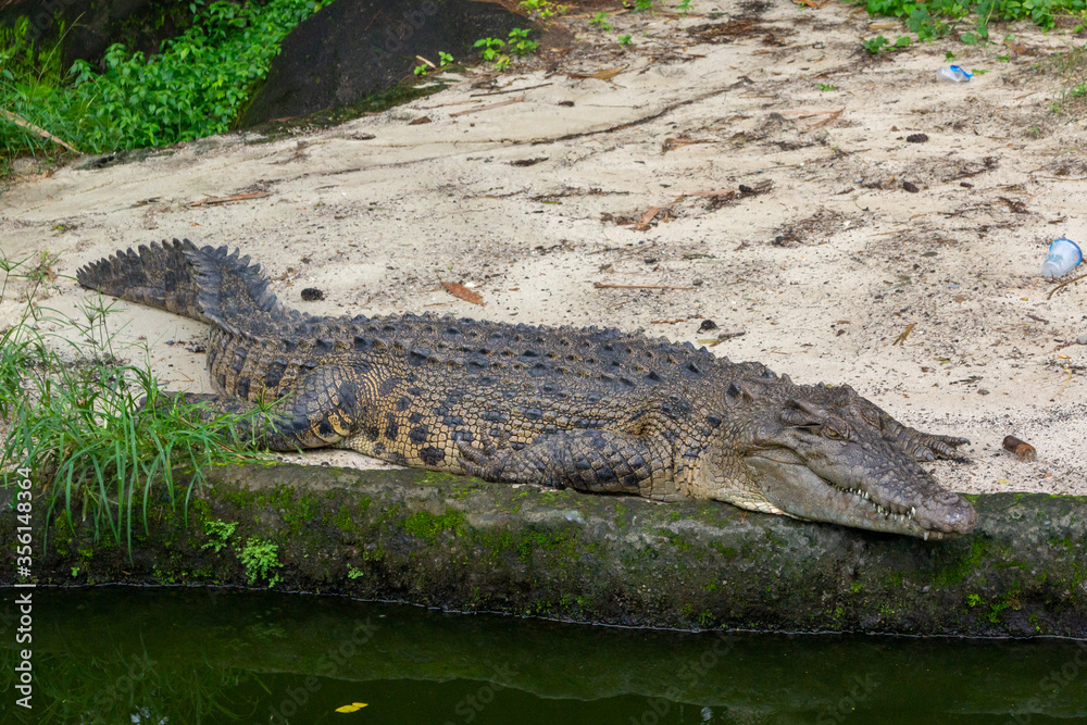 alligator in the everglades alligator in the everglades