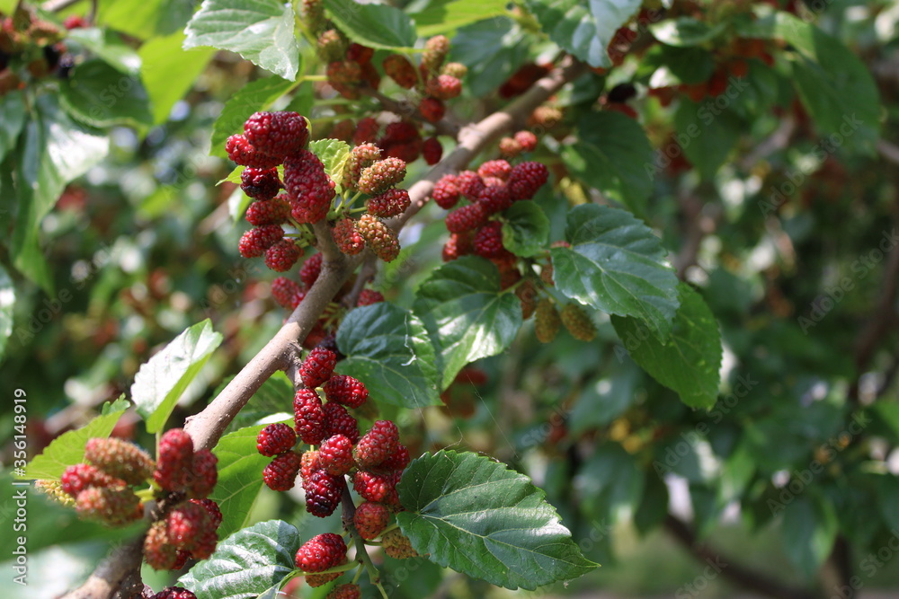 Fototapeta premium Mulberries on branch with green leaves