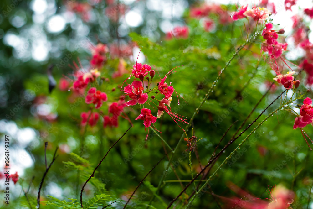 red flowers in the garden red flowers in the garden