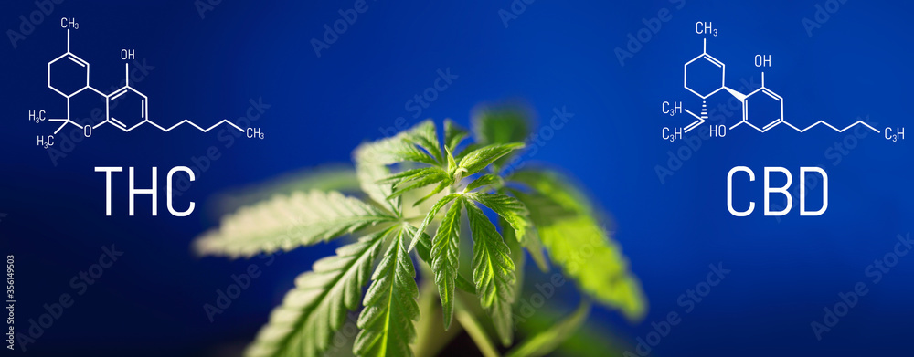 Cannabis image of CBD formula on blue background. Medical cannabis concept, CBD cannabidiol formula. Science, research marijuana. Thematic photos of hemp and green ganja. Blue background image