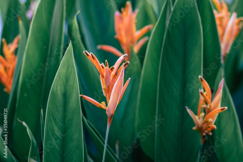 Heliconia psittacorum flower in Singapore. (Golden Torch) flowers with leaves. photo