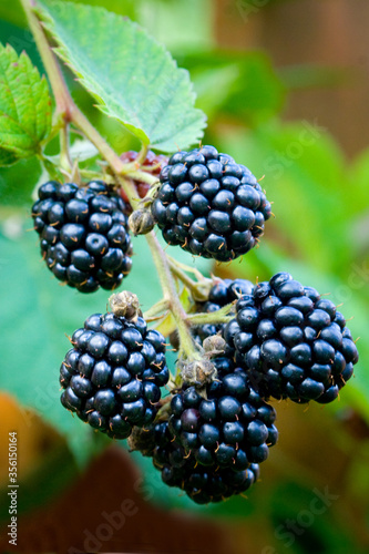 фотографія Blackberries