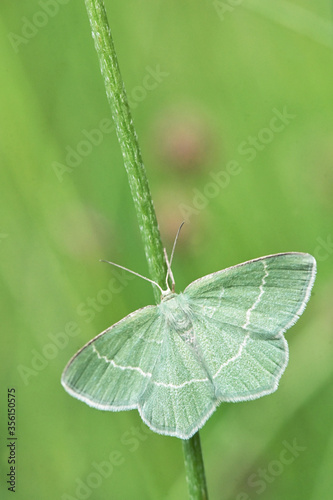 Little emerald moth (Jodis lactearia).
