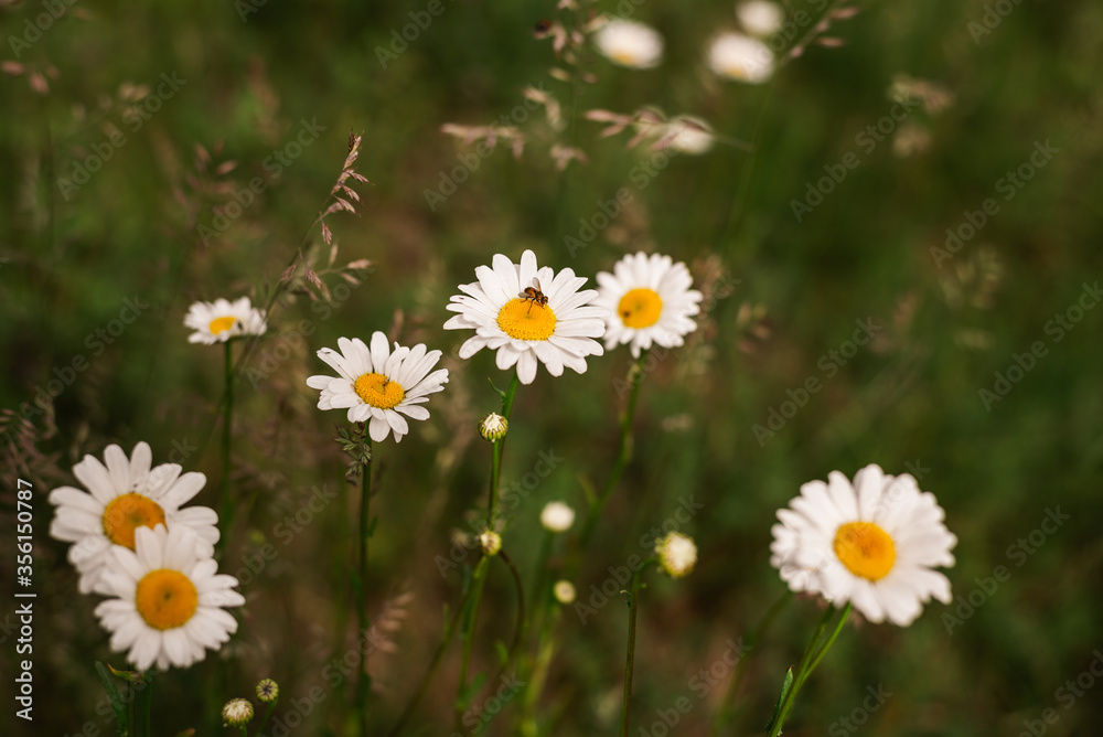 Close up of wild flowers nature background Close up of wild flowers nature background