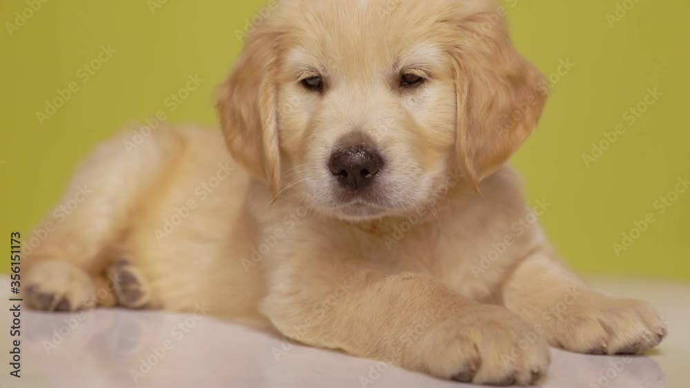cute golden retriever puppy keeps getting distracted when trying to fall asleep on yellow background cute golden retriever puppy keeps getting distracted when trying to fall asleep on yellow background