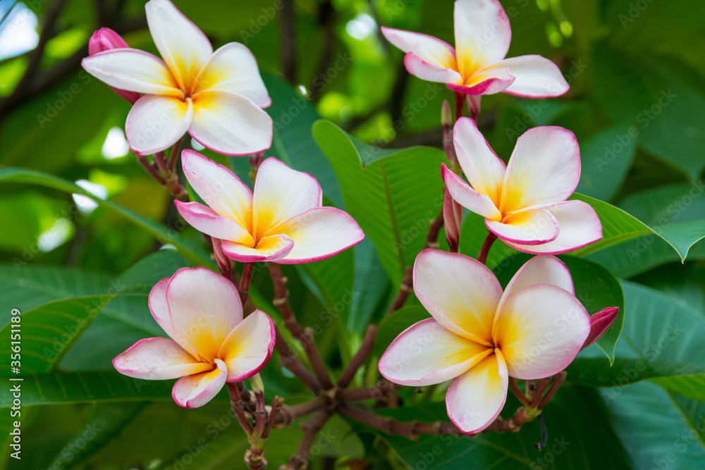 Colorful tropical flowers in Thailand