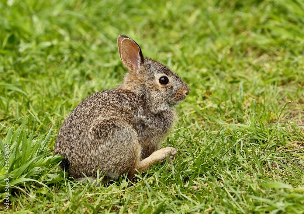 Wild rabit on the meadow. Natural scene from north America. Wild rabit on the meadow. Natural scene from north America.