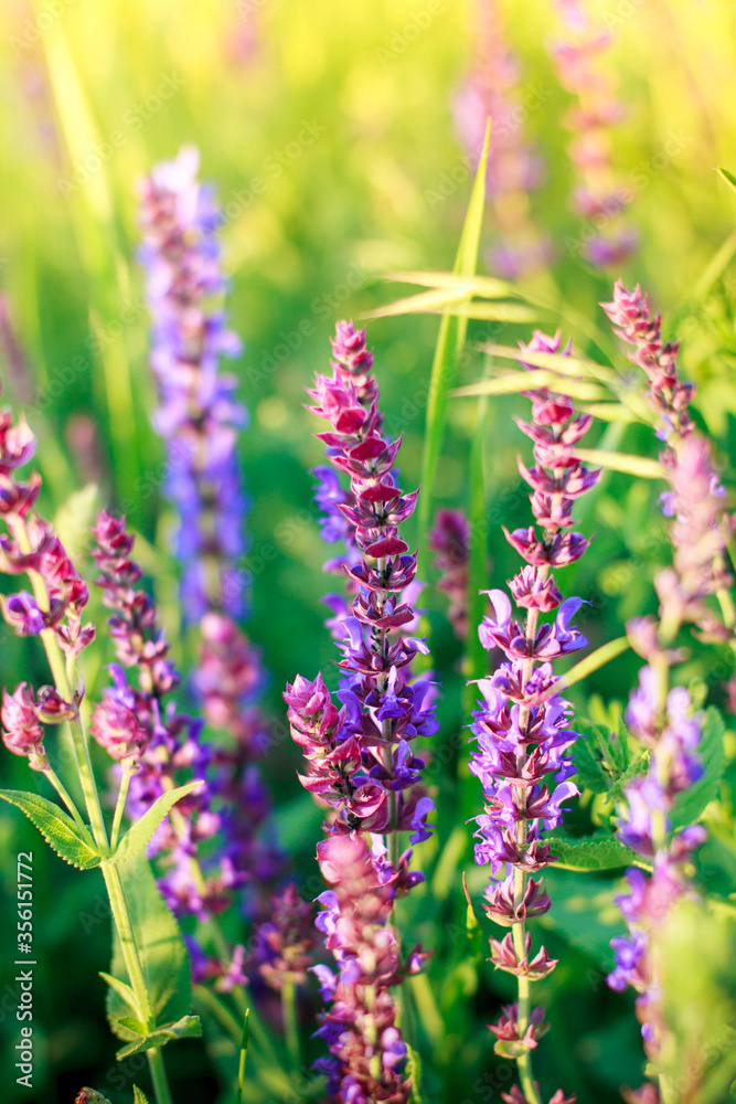 Obraz premium lupine flower among grass outdoors