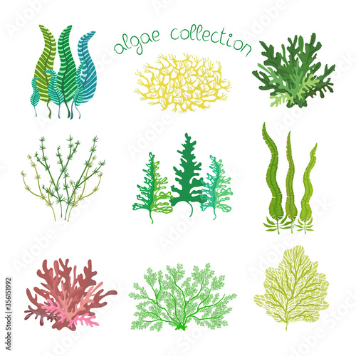 Collection with colorful cartoon seaweeds, isolated on white background. Vector hand drawn illustration with under the sea algae set.