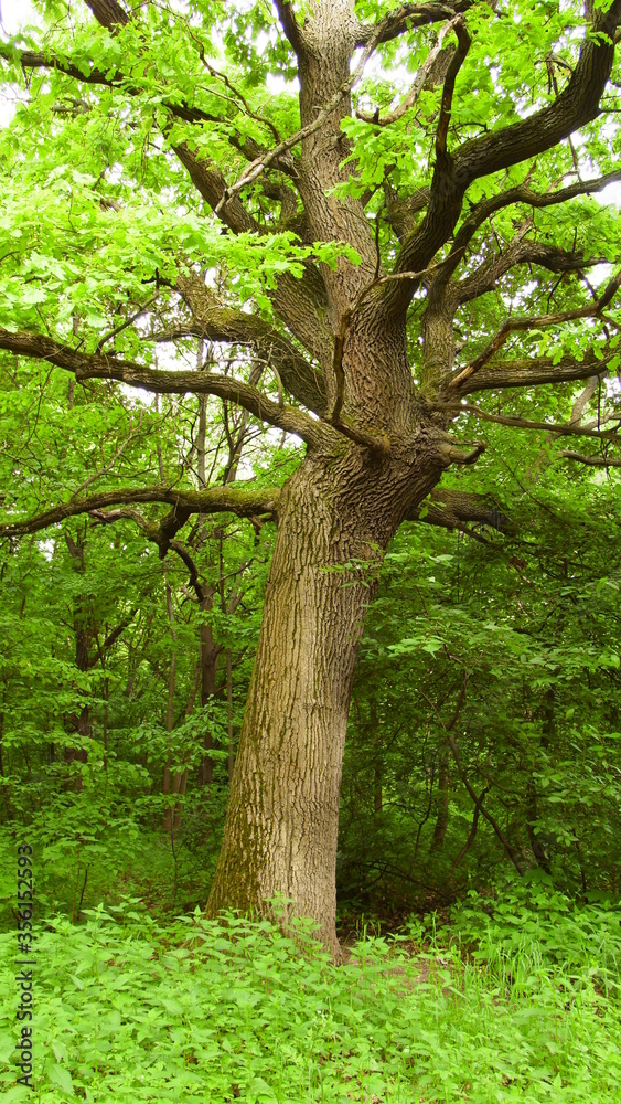 Fototapeta premium YI DIGITAL CAMERA