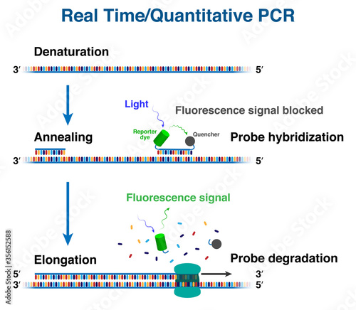 The cycles of cDNA molecule amplification by Real time/ Quantitative polymerase chain reaction, RT-PCR or Q-PCR