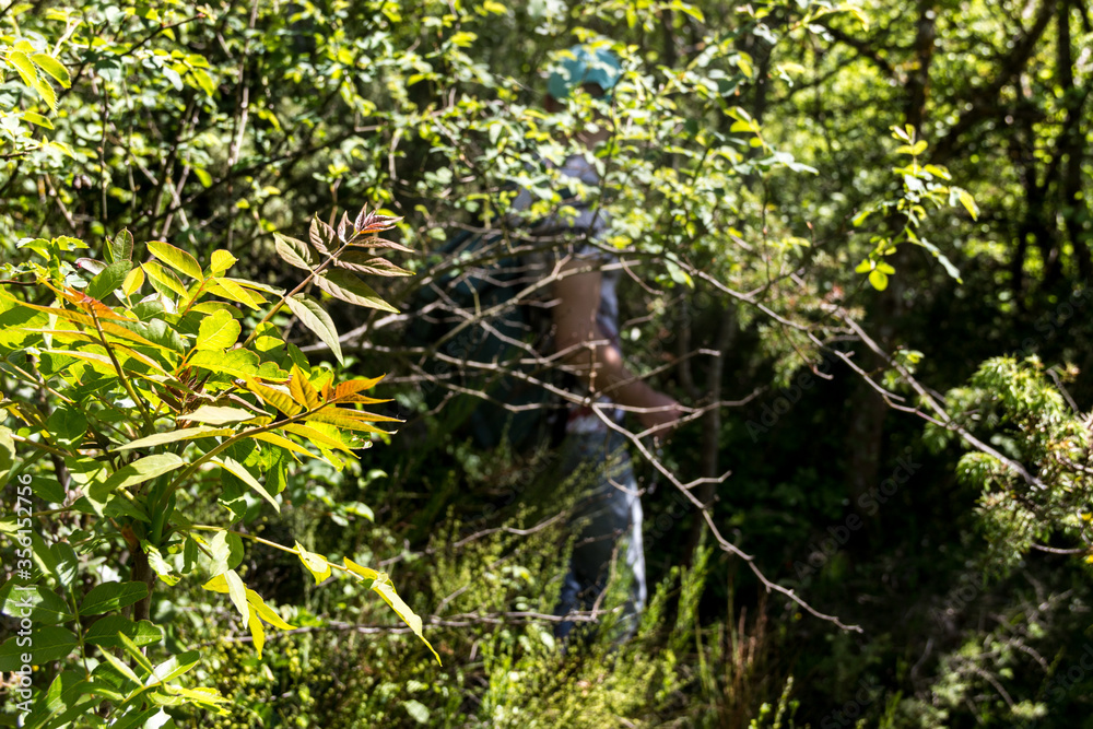 Obraz premium Natura