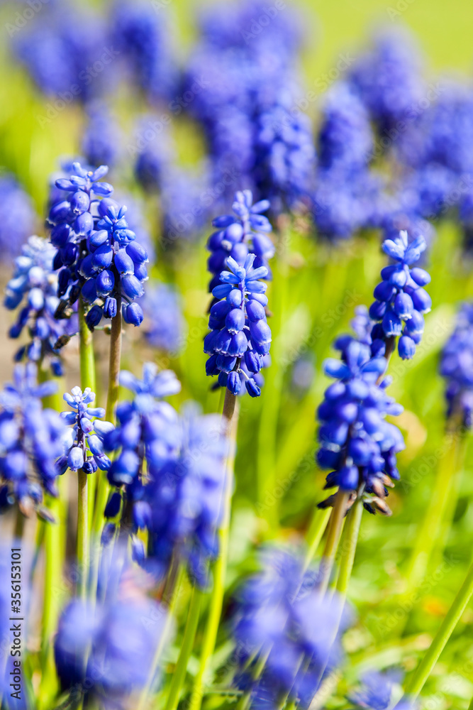 Bright blue grape-hyacinth flowers, in a green field on a sunny day, portrait Bright blue grape-hyacinth flowers, in a green field on a sunny day, portrait
