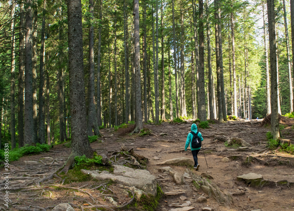 Obraz premium hiking in the forest
