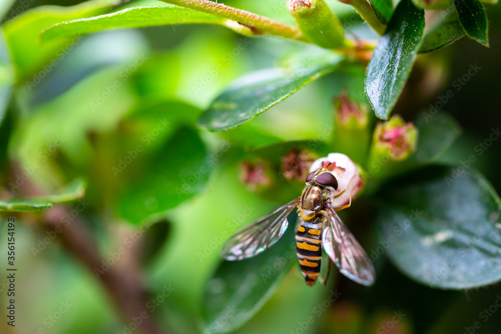 Hoverfly sitting on the small Cotoneaster flower Hoverfly sitting on the small Cotoneaster flower