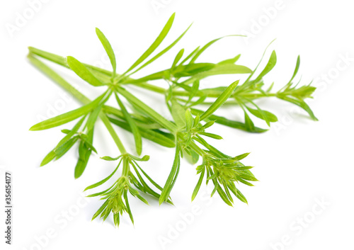 Galium aparine or clivers, bedstraw, goosegrass, catchweed, stickyweed, sticky bob, stickybud. Isolated