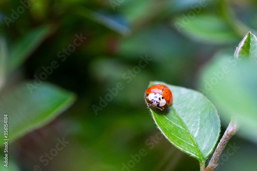 Orange, Asian ladybug on the leafe