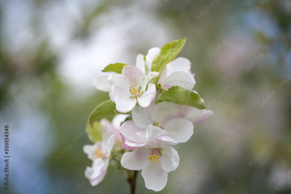 A small twig of spring apple trees with delicate pinkish petals
