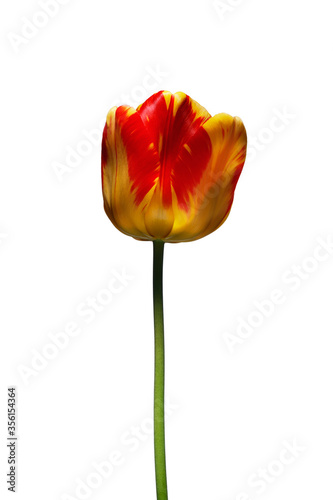 A single beautiful variegated yellow and red tulip on a white background