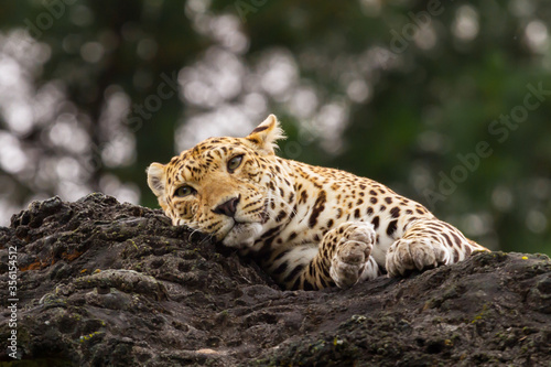 Canvas Print portrait of a leopard