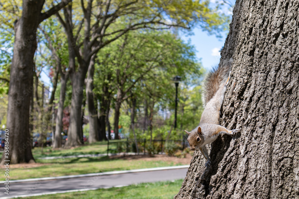 Obraz premium Squirrel on a Tree at Astoria Park in Astoria Queens New York during Spring
