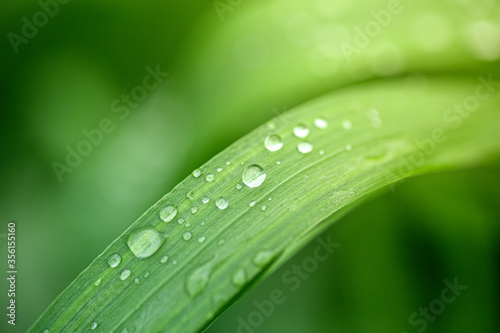 Drops of dew on the leaves. Drops of water on green leaves of plants in the morning in the forest. Relax and nature background