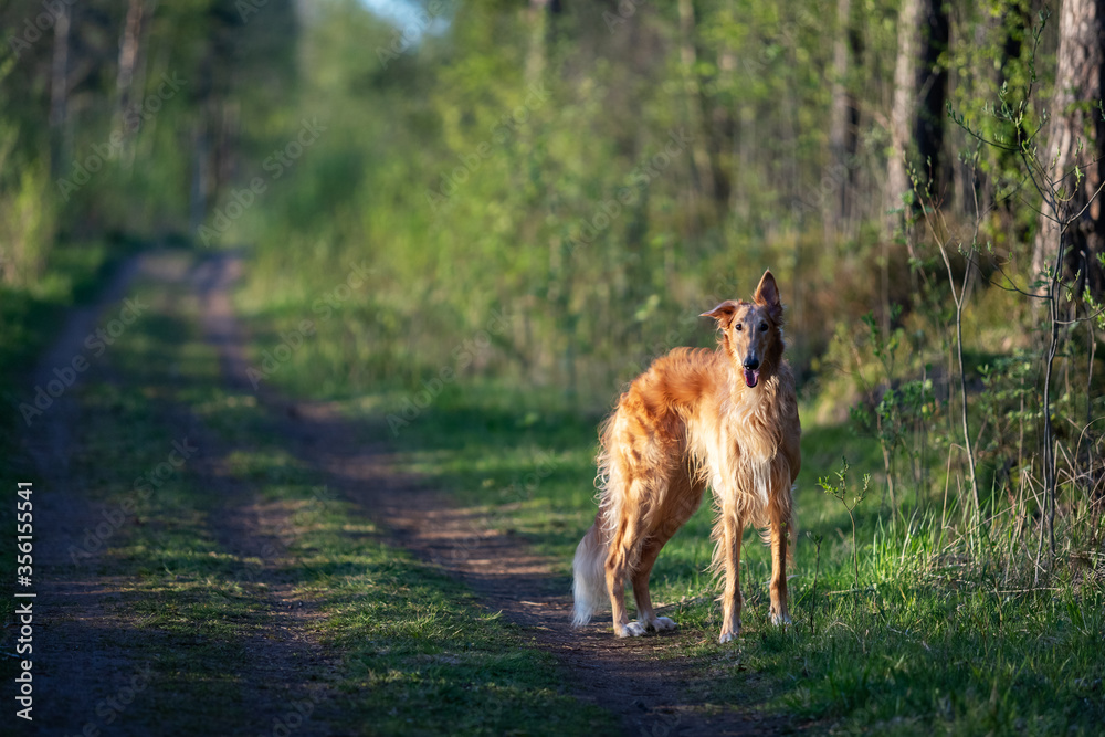 Red puppy of borzoi walks outdoor at summer