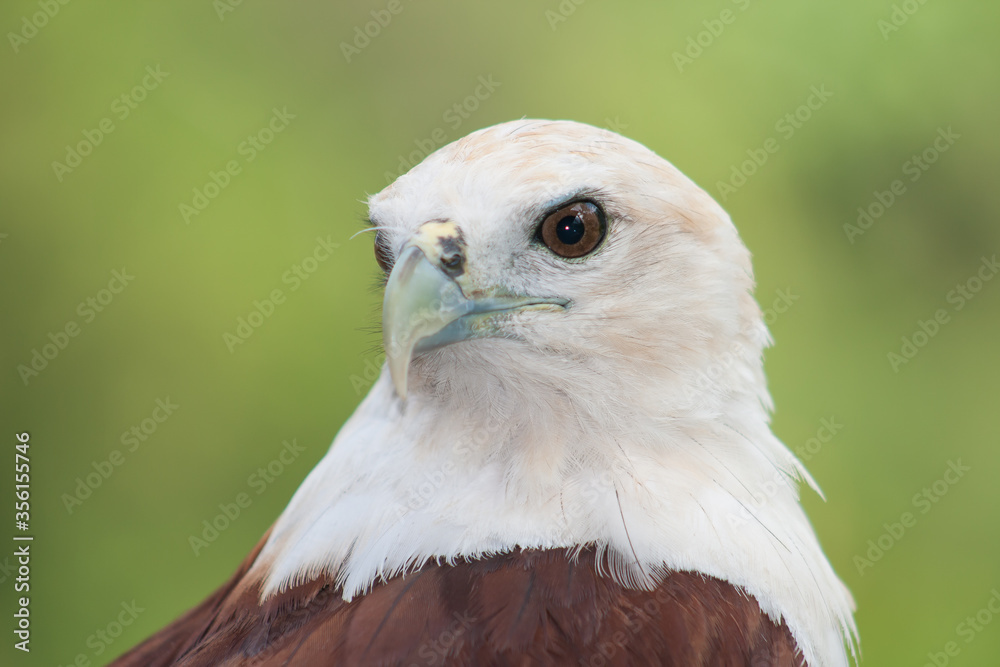 Fototapeta premium Close up of a eagle