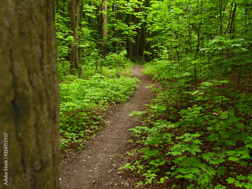 path in the forest