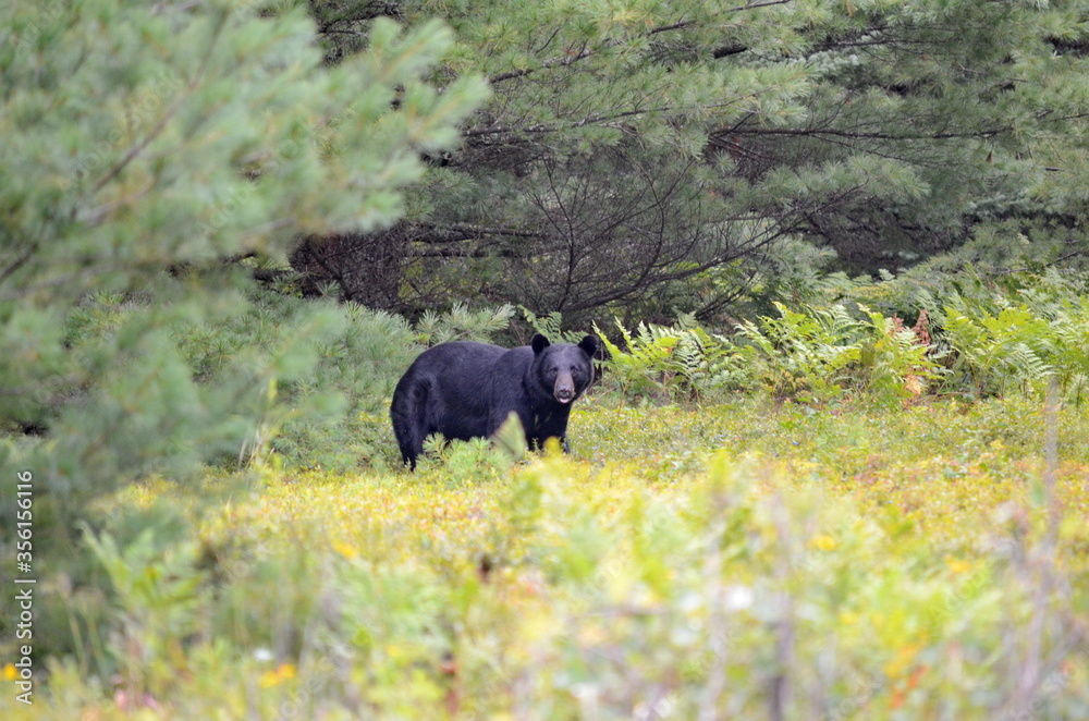 Black bear hunting for berries in Algonquin Park