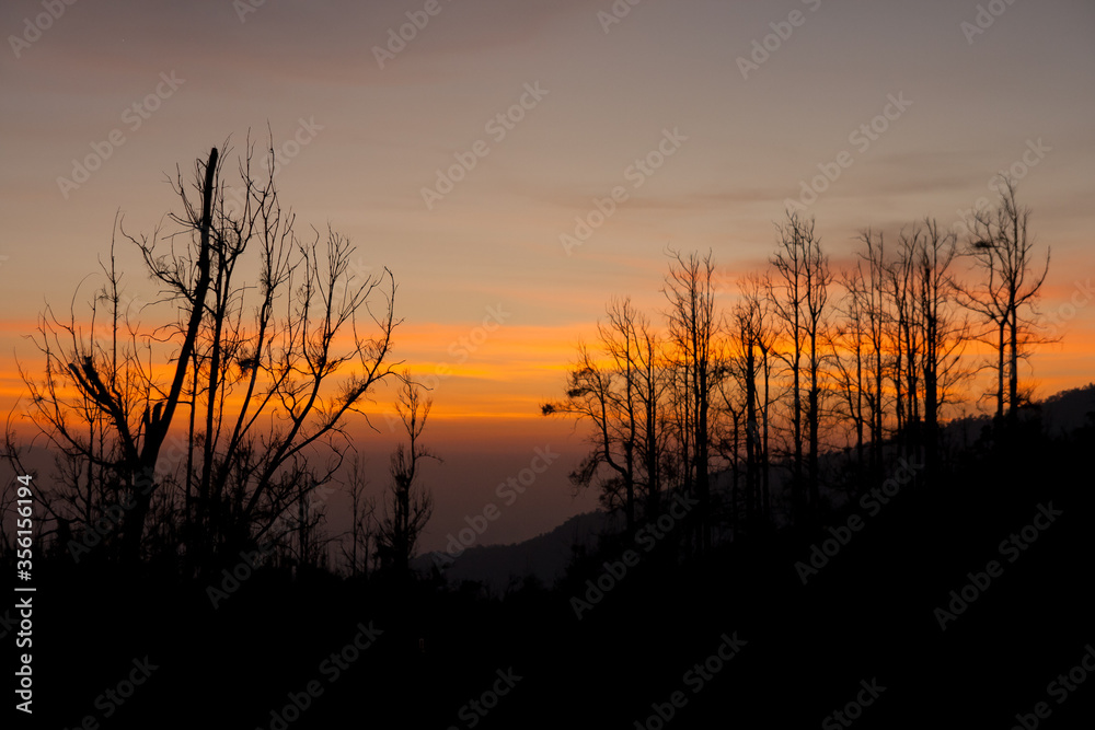 Silhouette Of Trees Against Sunset